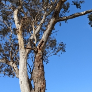 Eucalyptus blakelyi at Kambah, ACT - 16 Jun 2022