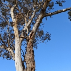 Eucalyptus blakelyi (Blakely's Red Gum) at Kambah, ACT - 16 Jun 2022 by HelenCross