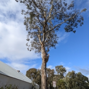 Eucalyptus blakelyi at Kambah, ACT - 16 Jun 2022
