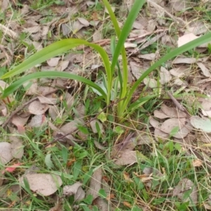 Dianella sp. aff. longifolia (Benambra) at Hawker, ACT - 20 Jun 2022 09:54 AM