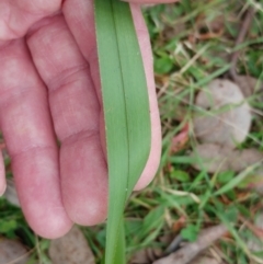 Dianella sp. aff. longifolia (Benambra) at Hawker, ACT - 20 Jun 2022 09:54 AM