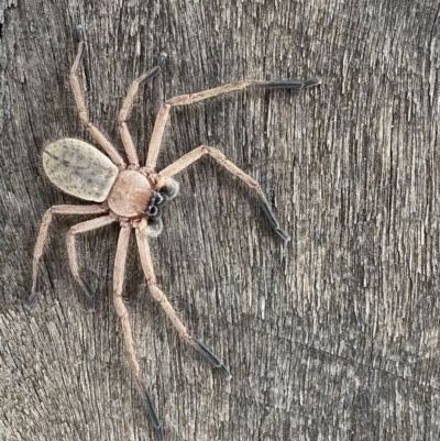 Delena cancerides (Social huntsman spider) at Brindabella National Park - 28 Dec 2020 by JimL