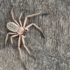 Delena cancerides (Social huntsman spider) at Uriarra, NSW - 28 Dec 2020 by JimL