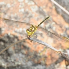 Austrogomphus guerini (Yellow-striped Hunter) at Lower Molonglo - 16 Jan 2018 by Harrisi