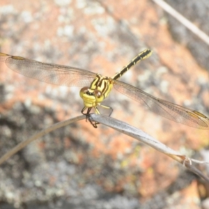 Austrogomphus guerini at Stromlo, ACT - 16 Jan 2018 01:50 PM