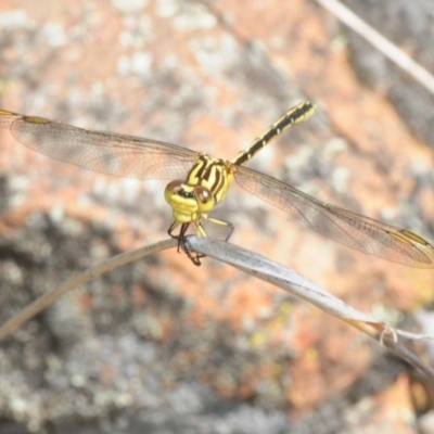 Austrogomphus guerini (Yellow-striped Hunter) at Molonglo River Reserve - 16 Jan 2018 by Harrisi
