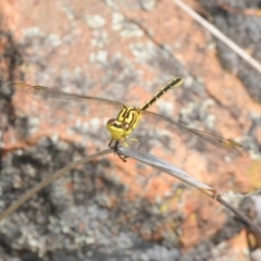 Austrogomphus guerini at Stromlo, ACT - 16 Jan 2018 01:50 PM