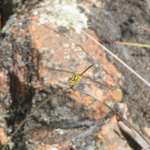 Austrogomphus guerini at Stromlo, ACT - 16 Jan 2018 01:50 PM