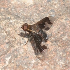 Balaana sp. (genus) (Bee Fly) at Stromlo, ACT - 16 Jan 2018 by Harrisi