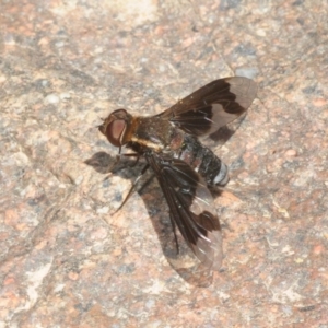 Balaana sp. (genus) at Stromlo, ACT - 16 Jan 2018