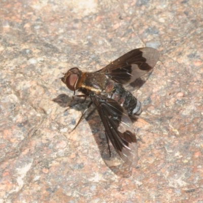 Balaana sp. (genus) (Bee Fly) at Lower Molonglo - 16 Jan 2018 by Harrisi