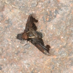 Balaana sp. (genus) at Stromlo, ACT - 16 Jan 2018 01:57 PM