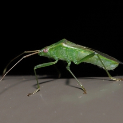 Amblypelta nitida (Fruit-spotting bug) at ANBG - 10 Jun 2022 by TimL