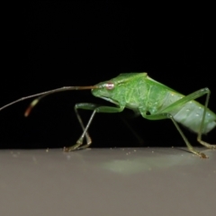 Amblypelta nitida at Acton, ACT - 10 Jun 2022