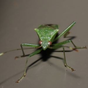 Amblypelta nitida at Acton, ACT - 10 Jun 2022