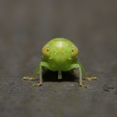 Rosopaella leurensis (A leafhopper) at Acton, ACT - 10 Jun 2022 by TimL