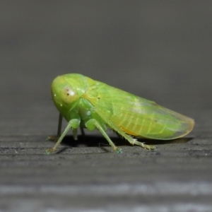 Rosopaella leurensis at Acton, ACT - 10 Jun 2022