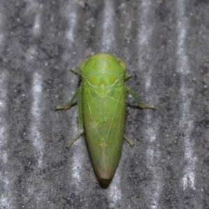 Rosopaella leurensis at Acton, ACT - 10 Jun 2022