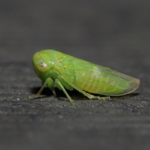 Rosopaella leurensis at Acton, ACT - 10 Jun 2022