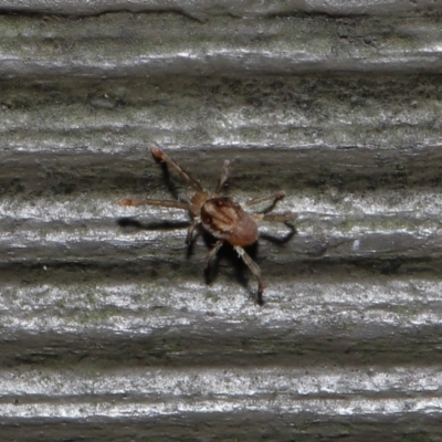 Unidentified Mite and Tick (Acarina) at ANBG - 10 Jun 2022 by TimL