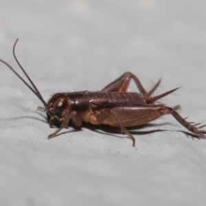 Bobilla sp. (genus) at Acton, ACT - 10 Jun 2022