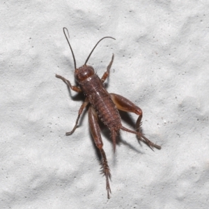 Bobilla sp. (genus) at Acton, ACT - 10 Jun 2022