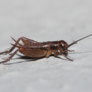 Bobilla sp. (genus) at Acton, ACT - 10 Jun 2022