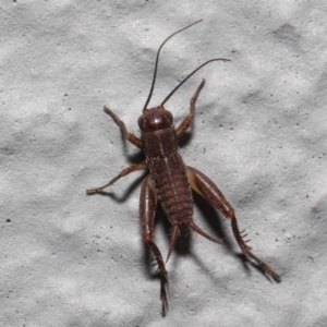 Bobilla sp. (genus) at Acton, ACT - 10 Jun 2022