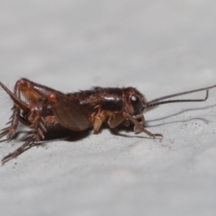 Bobilla sp. (genus) at Acton, ACT - 10 Jun 2022