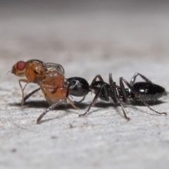 Myrmecorhynchus emeryi (Possum Ant) at ANBG - 10 Jun 2022 by TimL