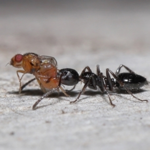 Myrmecorhynchus emeryi at Acton, ACT - 10 Jun 2022 12:25 PM