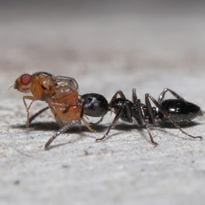 Myrmecorhynchus emeryi (Possum Ant) at Acton, ACT - 10 Jun 2022 by TimL