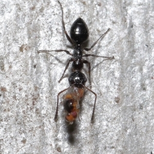 Myrmecorhynchus emeryi at Acton, ACT - 10 Jun 2022 12:25 PM