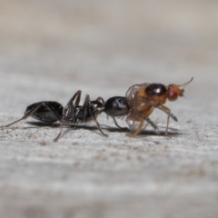 Myrmecorhynchus emeryi at Acton, ACT - 10 Jun 2022 12:25 PM