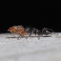 Myrmecorhynchus emeryi at Acton, ACT - 10 Jun 2022 12:25 PM