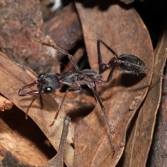 Myrmecia pyriformis (A Bull ant) at Acton, ACT - 10 Jun 2022 by TimL