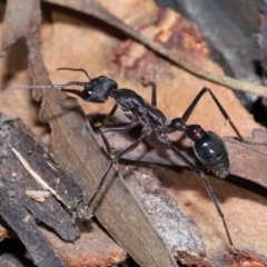 Myrmecia pyriformis at Acton, ACT - 10 Jun 2022 12:26 PM