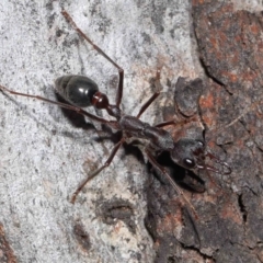 Myrmecia pyriformis at Acton, ACT - 10 Jun 2022 12:26 PM