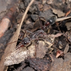 Myrmecia pyriformis at Acton, ACT - 10 Jun 2022 12:26 PM