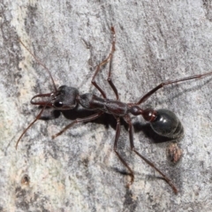 Myrmecia pyriformis at Acton, ACT - 10 Jun 2022 12:26 PM