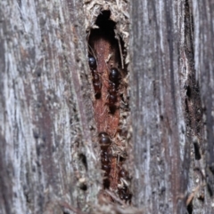 Papyrius nitidus (Shining Coconut Ant) at Acton, ACT - 10 Jun 2022 by TimL