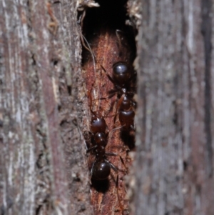 Papyrius nitidus at Acton, ACT - suppressed