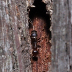 Papyrius nitidus at Acton, ACT - suppressed