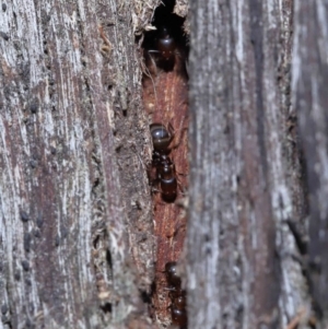 Papyrius nitidus at Acton, ACT - suppressed