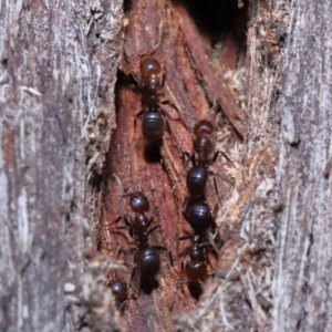 Papyrius nitidus at Acton, ACT - suppressed