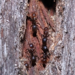 Papyrius nitidus (Shining Coconut Ant) at Acton, ACT - 10 Jun 2022 by TimL