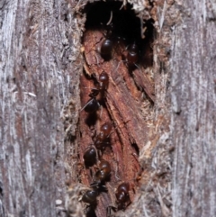 Papyrius nitidus at Acton, ACT - suppressed