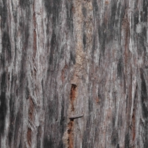 Papyrius nitidus at Acton, ACT - suppressed