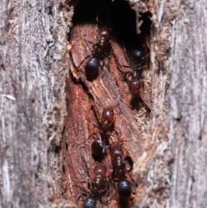 Papyrius nitidus at Acton, ACT - suppressed