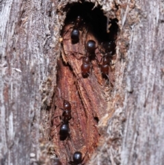 Papyrius nitidus at Acton, ACT - suppressed